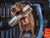 GUNNER BUMPER