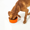 GUNNER DOG BOWL - BLAZE ORANGE
