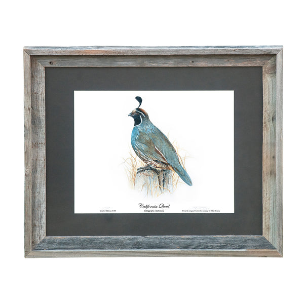 Limited Edition California Quail Print