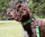 Dog Collar
