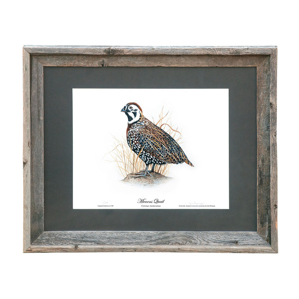 Limited Edition Mearns Quail Print