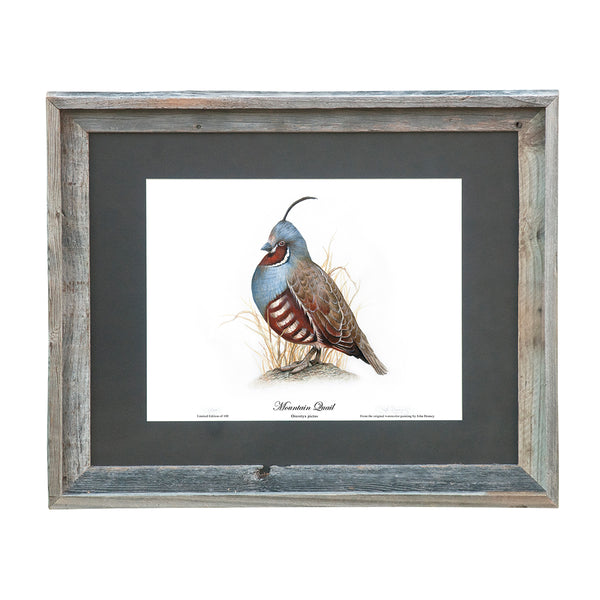 Limited Edition Mountain Quail Print