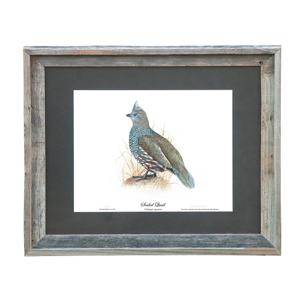 Limited Edition Scaled Quail Print