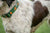 Dog Collar