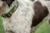 Dog Collar