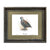 Limited Edition Mearns Quail Print