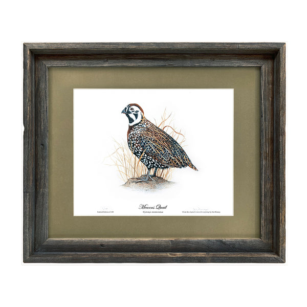 Limited Edition Mearns Quail Print