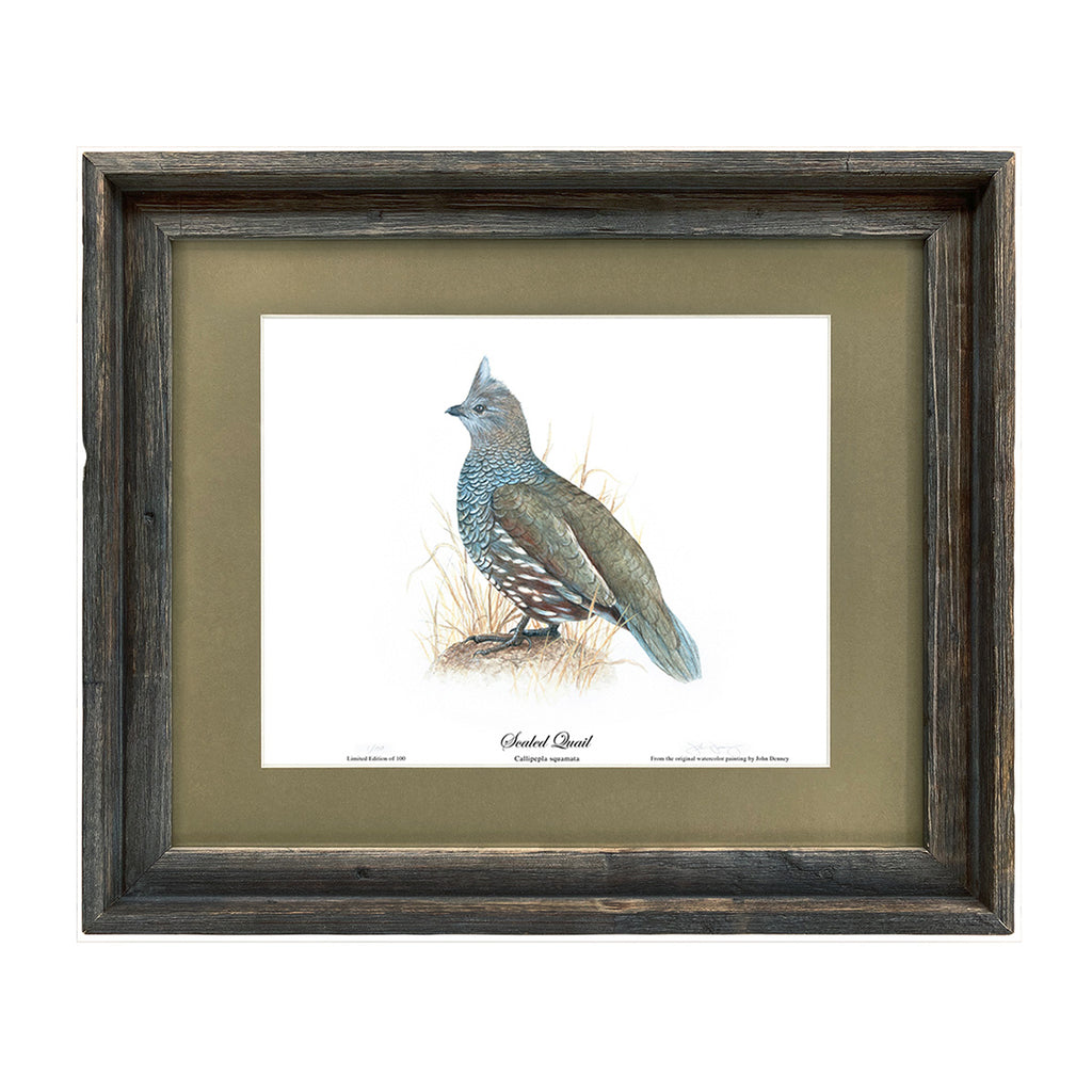 Limited Edition Scaled Quail Print